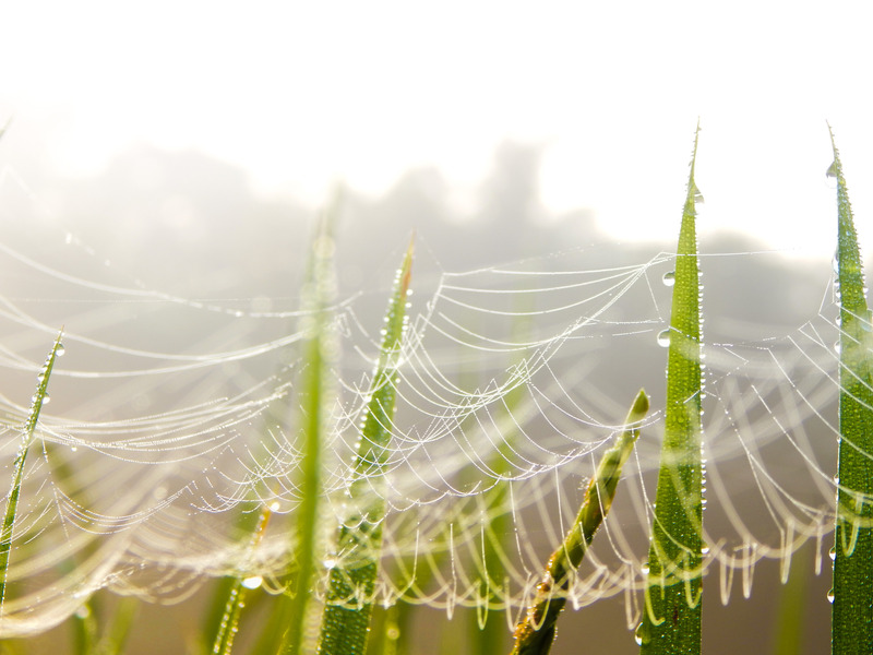 Canva - Green Aloe Vera Plant.jpg